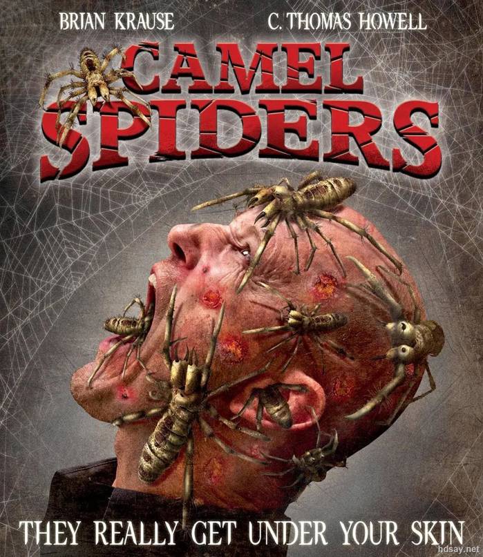 Camel Spiders