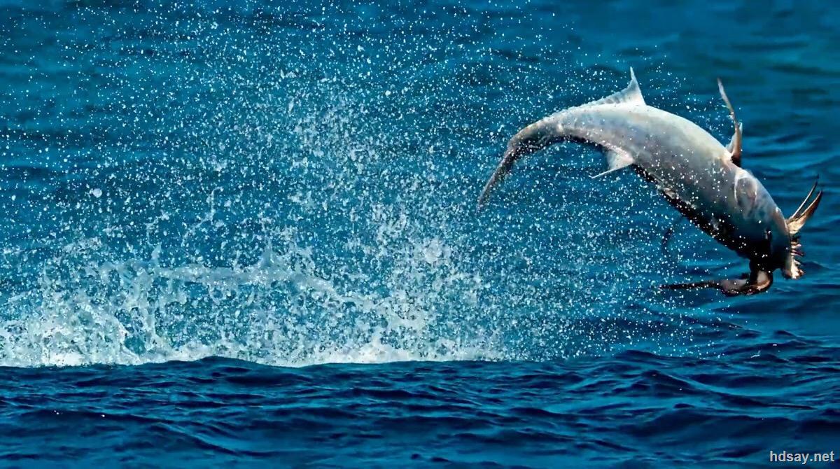 [bbc纪录片:蓝色星球2] blue planet ii (2017)[4k uhd 蓝光破解版]