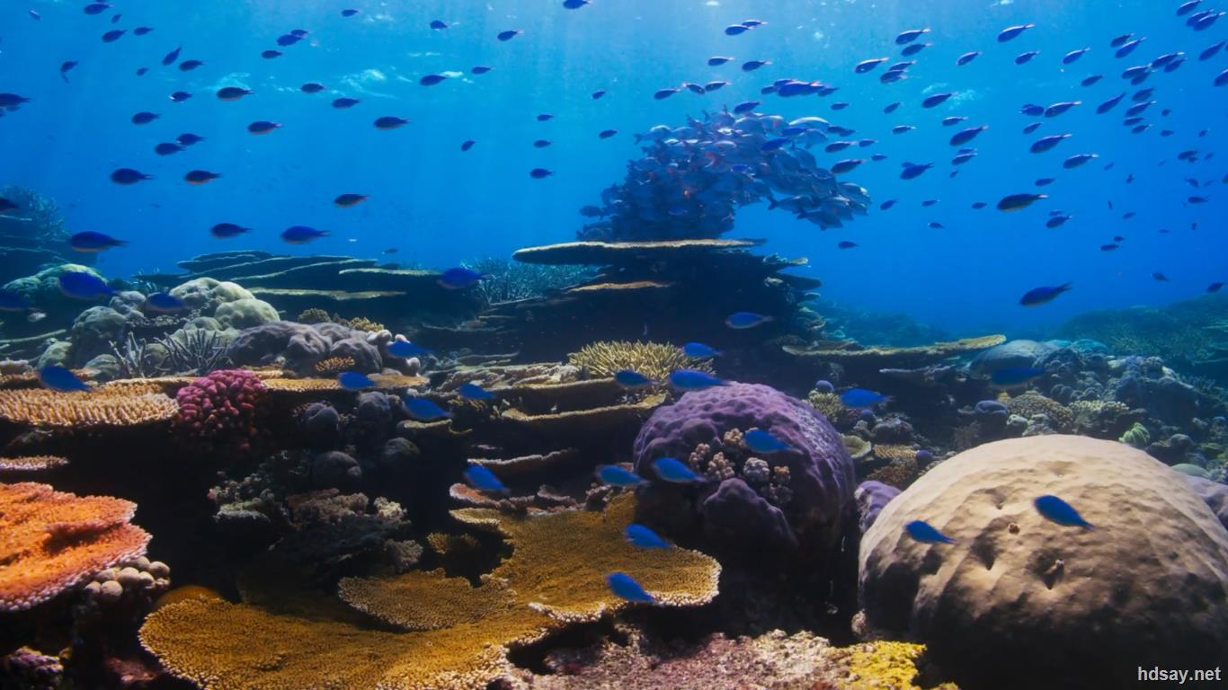 [bbc纪录片:蓝色星球2] blue planet ii (2017)[4k uhd 蓝光破解版]