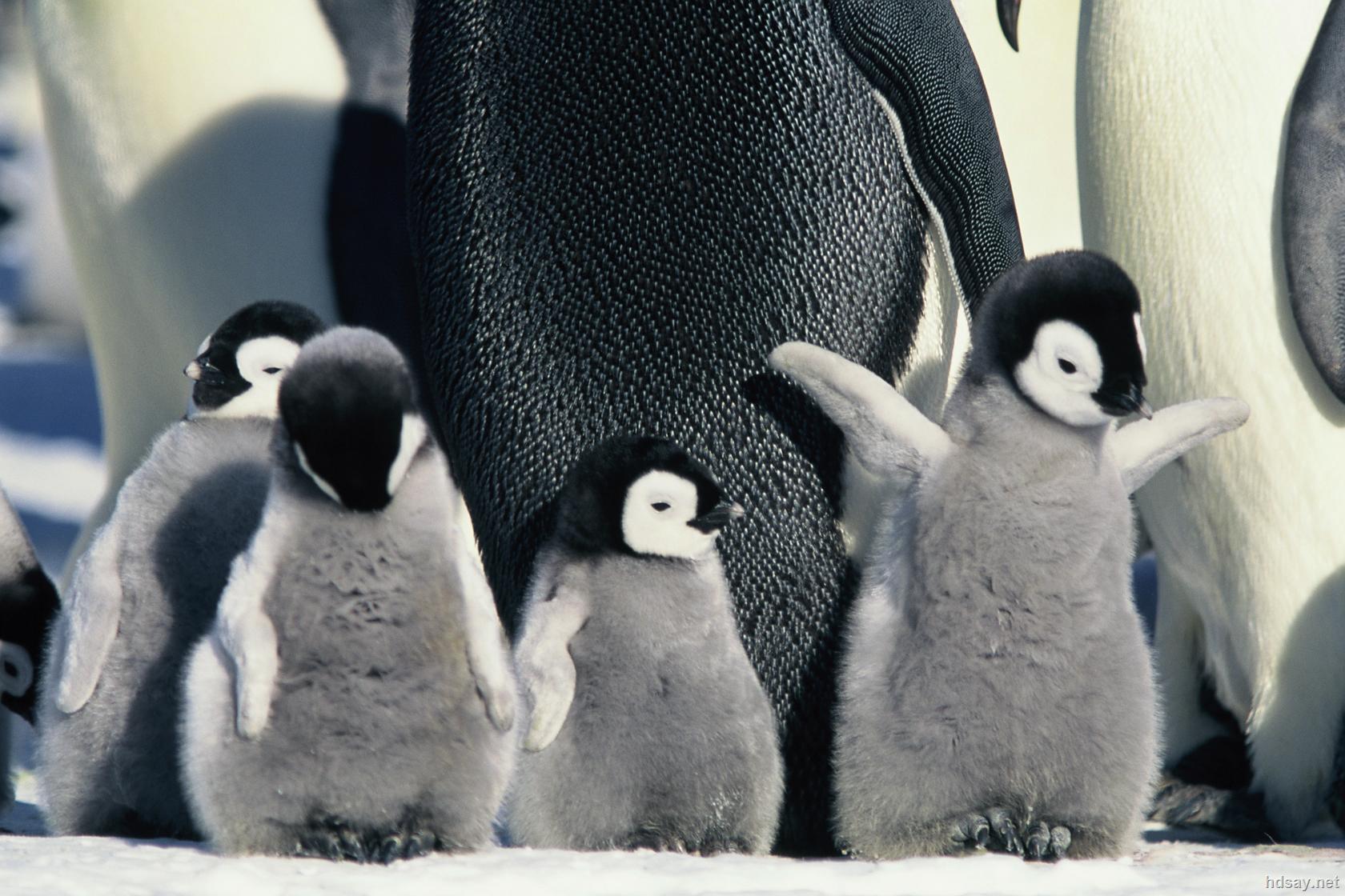 企鹅宝贝：南极的旅程