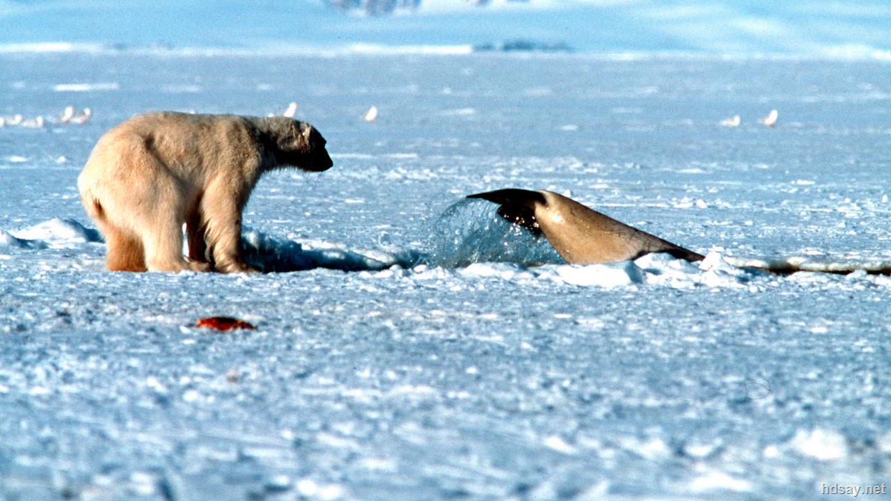 [bbc纪录片:蓝色星球].2001.the.blue.planet.s01.1080p.bluray.