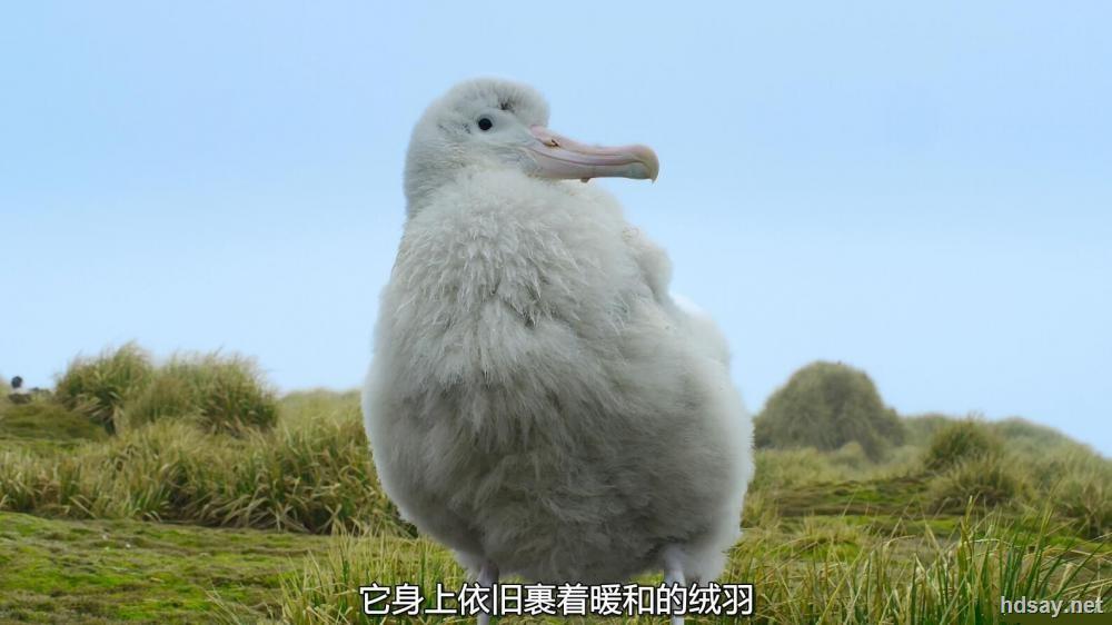 Blue Planet II‎