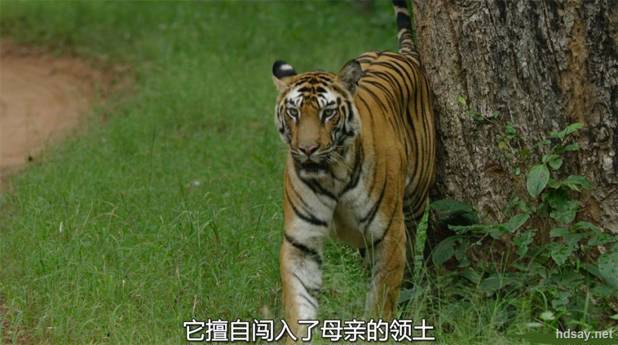 动物王朝 第一季
