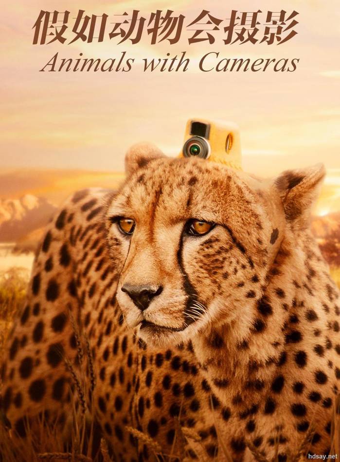 Animals with Cameras