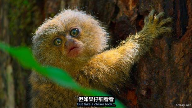 小小世界全2季合集