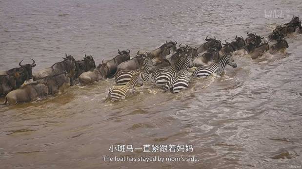 生灵奇旅